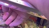 男子居然抓金鱼，去做饺子馅料