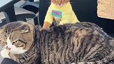 小猫眼神坚定给大猫按摩，被按的一脸不好惹