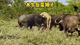 狮子独闯牛群猎杀水牛，没成想被牛群轮番暴揍，真是惨目忍睹！