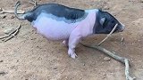 小猪天生只有两条腿仍坚强长大