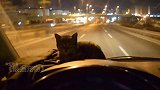 主人夜间开车带着猫，却引来网友狂喷：别害人害猫