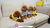 狗狗第一次穿鞋，居然倒立行走小泰迪都这么蠢萌嘛