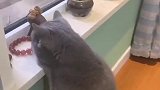 猫：我来看看这啥东西，挺好玩的！