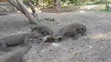 被泼猴逼疯,老外直接将其丢进巨蜥池