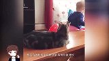 小猫趴在地上休息，接下来宝宝的举动，妈妈瞬间快笑岔气了