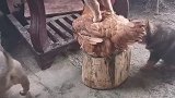 家里的肉全部被狗狗吃完了