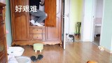 铲屎官跟小短腿躲猫猫，差点把自己憋过去