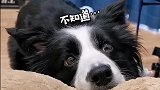 最会撒娇卖萌的边牧犬，每天有自己的想法，想干嘛就跟主人撒娇！