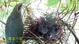 绿嘴地鹃育雏记：雏鸟一口就把螳螂吃掉了