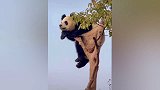 爆笑熊猫合集：这是在干嘛，联系蚩尤吗？