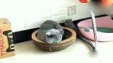 猫宝宝想跟公猫抢窝，公猫伸手就揍小猫，猫妈妈见状立刻冲了过去