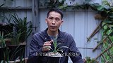 不要给“金边”兰花乱用肥，避免金色越来越淡