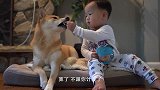 主人拜托柴犬看孩子，回到家一看被惊到了，这狗绝对成精了