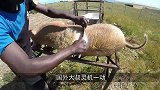 比“屠龙刀”还厉害的高压水枪，老外用来刮鱼鳞，一秒光溜溜！