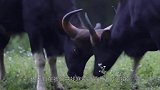 大象踢水牛一脚，没想到水牛狠狠顶过去，大象仓皇而逃