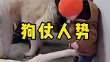 狗仗人势，你是怎么做到这么完美的