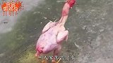 爆笑：这都是什么人家，穷的把鸡毛都卖了