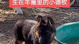 德牧犬，看家护院，放牧牛羊的好帮手