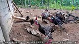 三只火鸡欺负一只公鸡，这算是以多欺少吧，公鸡也不怕
