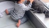 熊孩子和猫咪一起玩，真和谐！