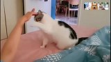 猫：看到我的山竹没，一拳下去你可能会死