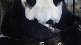 高龄大熊猫珠珠诞下一枚幼仔