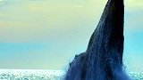 鲸鱼：一鲸落，万物生