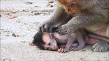小马丁越来越依赖外婆猴了，在外婆猴怀里表现得好乖巧！