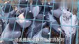 凯叔淘优质天落鸽不放飞，用来配对繁殖，培育出上等新鸽打比赛