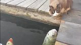 橘猫：咦！鱼！有鱼，鱼：我想吃猫