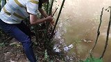 柚子妹小野河里放地笼，捞上一盘鲜美河虾，吃得太爽了