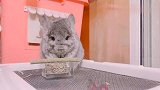 2斤重的“大老鼠”，只吃龙猫粮不吃零食好乖啊
