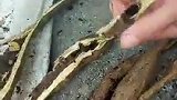 最好的美食，十年难遇今天找到这么多