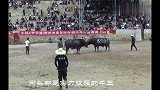斗牛：名牛太白金星，大显身手击败强敌！