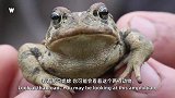 高兴“疯了”冒险家狼叔找到阿拉斯加唯一一种蟾蜍！