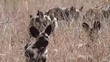野狗群集体外出捕猎，面对成群的角马和斑马，毫无胜算