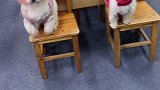 上课了怎么还有人上桌子