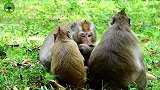 两只可爱的猴宝贝，猴群中的新生活力