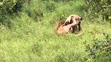雄狮偷袭鬣狗，打得难解难分