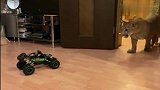 当铲屎官炫耀他的玩具车时，大猫一脸蒙圈：真幼稚
