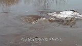 两只鹅路过湖面上的漩涡，它们距离漩涡只有几厘米，鹅危险了！