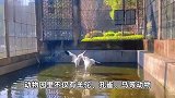 狗成了“动物园土著”？湖南一动物园回应圈养鸡羊狗：非普通家禽