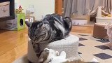 当小公猫做了手术后，遇上小母猫