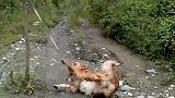 狗子：拴住我没那么容易，我可是会缩骨功的！