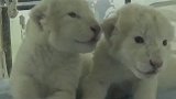 史上罕见！双胞胎白狮幼崽在济南诞生