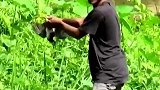 神奇的捕猎方法猎，一刻花生米直接带走！