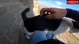 一只猫岛上的猫，猫：手法不错，朕批准你继续撸！
