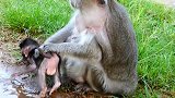 两只打架的猴子是母女，它们都想抢一只猴宝宝