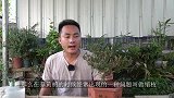 夏季黄杨盆栽缩枝有3个因素，对症处理才能根治