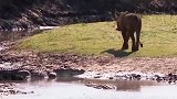 鳄鱼咬住狮子，狮子做垂死挣扎，鳄鱼直接将狮子嘴部咬穿！